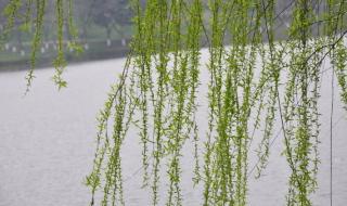 仿照夏天里的成长第二自然段写春天里的复苏 夏日里的春天歌曲