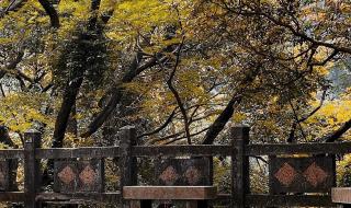 深圳园山风景区塔林里面是什么 园山风景区好玩吗